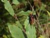 Volucella zonaria